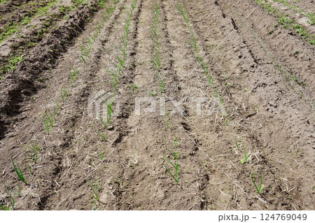 玉葱畑 124769049