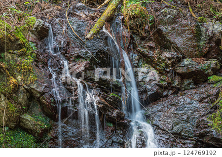 山林の中の小さな滝　京都市鞍馬 124769192