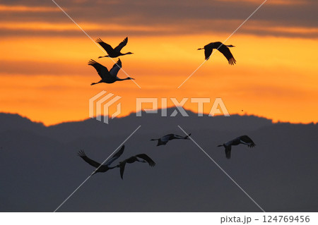 飛翔するナベヅルの群れ 飛翔するナベヅルの群れ 124769456
