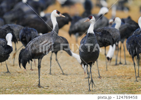 ナベヅルの群れ 124769458