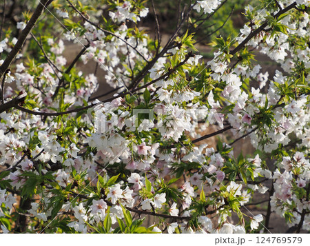 咲いた桜の花 咲いた桜の花 124769579