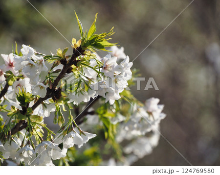 咲いた桜の花 咲いた桜の花 124769580