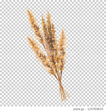 Watercolor malt spike bouquet. Barley stalks golden grain ears. Hand drawn illustration for beer production label, brewery menu, sticker, card design. Botanical realistic stile isolated clipart 124769635