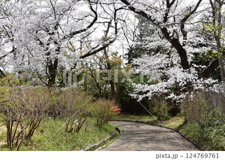 川崎市　生田緑地つつじ山の散策路と満開桜 124769761