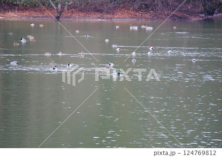 水鳥 水鳥 124769812