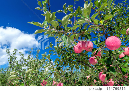 【青森県弘前市りんご】岩木山麓津軽の秋、りんご園は収穫中 124769813