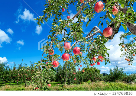 【青森県弘前市りんご】岩木山麓津軽の秋、りんご園は収穫中 【青森県弘前市りんご】岩木山麓津軽の秋、りんご園は収穫中 124769816