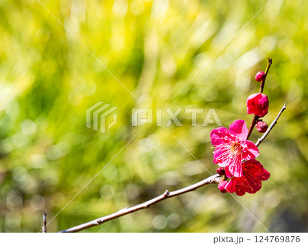 新春にいよいよ咲き始めた美しい紅梅 新春にいよいよ咲き始めた美しい紅梅 124769876