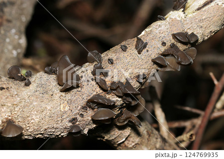 暗い雑木林の倒木においしい食材の天然キクラゲ属キノコが着生(ストロボマクロ撮影) 暗い雑木林の倒木においしい食材の天然キクラゲ属キノコが着生(ストロボマクロ撮影) 124769935