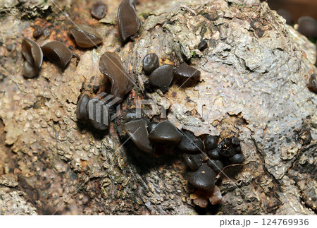 暗い雑木林の倒木においしい食材の天然キクラゲ属キノコが着生（ストロボマクロ撮影） 124769936