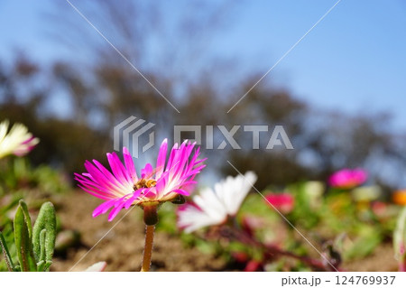 花壇の花 花壇の花 124769937