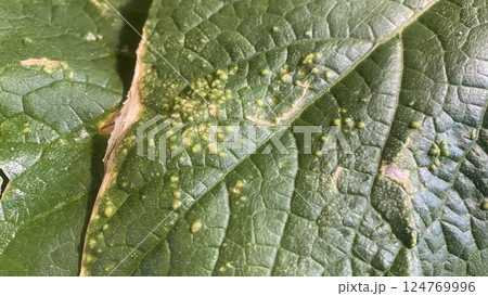 きゅうり　葉っぱ　病気 124769996