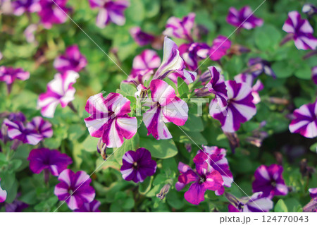 Vivid Purple and White Petunias Blooming in a Garden Vivid Purple and White Petunias Blooming in a Garden 124770043