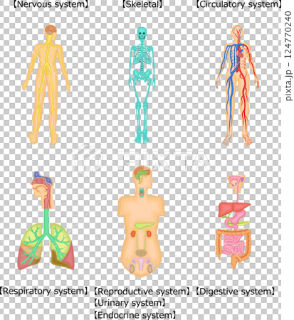 人体　構造　イラスト　英語 124770240