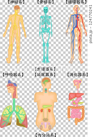 人体　構造　イラスト　日本語 124770241