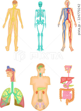 人体 構造 イラスト 人体 構造 イラスト 124770242