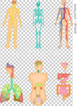 Human body structure illustration 124770242