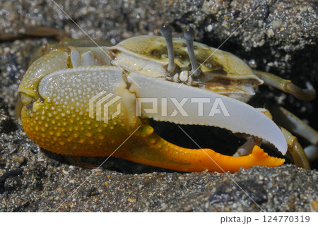 ヒメシオマネキ 124770319