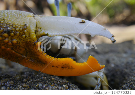 ヒメシオマネキ ヒメシオマネキ 124770323