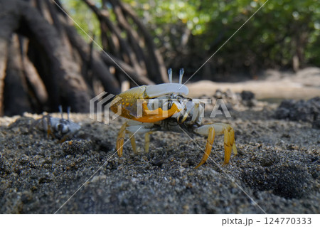 ヒメシオマネキ 124770333