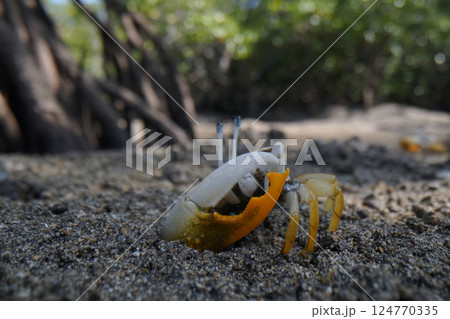 ヒメシオマネキ ヒメシオマネキ 124770335