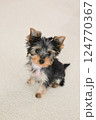 見上げると見つめるわんこ 124770367