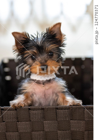 見つめるわんこ 124770371