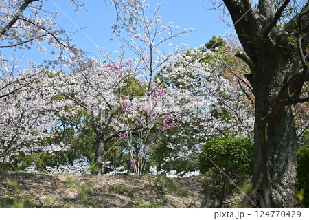 青空と満開の桜並木 124770429