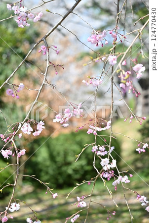 ピンク色の花が咲くカンヒザクラのクローズアップ ピンク色の花が咲くカンヒザクラのクローズアップ 124770430
