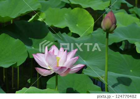 夏の暑い日に大賀蓮開花した花と蕾 夏の暑い日に大賀蓮開花した花と蕾 124770482