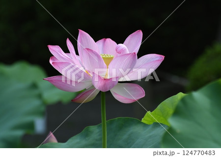 清らかな大賀蓮の花 清らかな大賀蓮の花 124770483