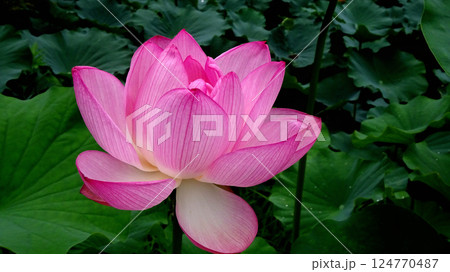 ピンク色が濃い大賀蓮開花した後の花びら散り始め ピンク色が濃い大賀蓮開花した後の花びら散り始め 124770487