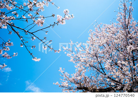 見上げる桜と青空 a-2 高彩度コントラスト 見上げる桜と青空 a-2 高彩度コントラスト 124770540