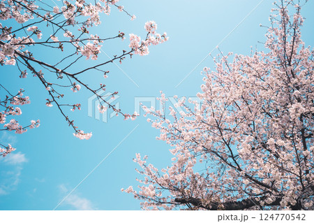 見上げる桜と青空 a-4 フィルム調 見上げる桜と青空 a-4 フィルム調 124770542