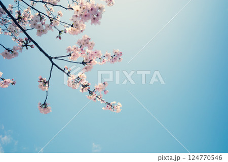見上げる桜と青空 b-3 暖色寒色強調 見上げる桜と青空 b-3 暖色寒色強調 124770546