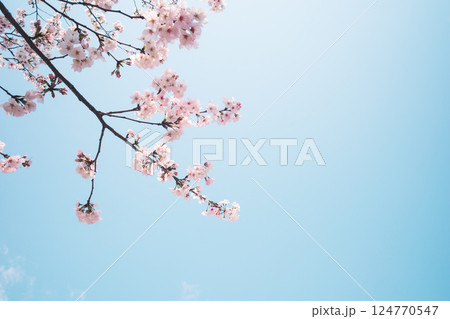 見上げる桜と青空　b-4 フィルム調 124770547