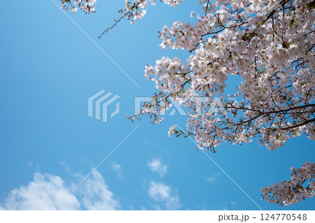 見上げる桜と青空 c-1 見上げる桜と青空 c-1 124770548
