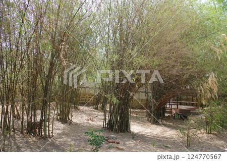 インド　仏教八大聖地ラージギル　竹林精舎 124770567