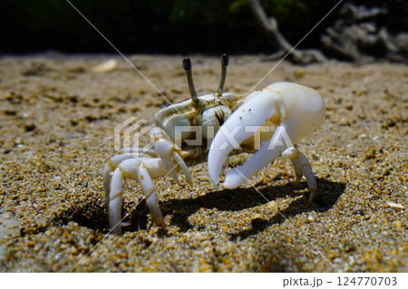 オキナワハクセンシオマネキ オキナワハクセンシオマネキ 124770703