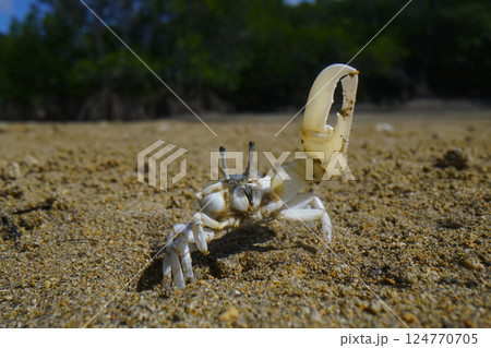 オキナワハクセンシオマネキ 124770705