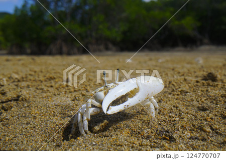 オキナワハクセンシオマネキ オキナワハクセンシオマネキ 124770707