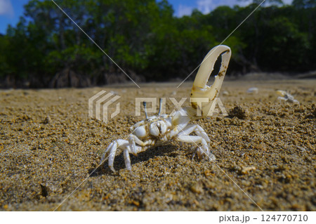 オキナワハクセンシオマネキ 124770710