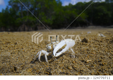 オキナワハクセンシオマネキ 124770711