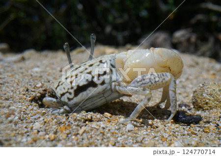 オキナワハクセンシオマネキ 124770714