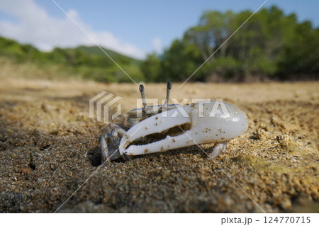 オキナワハクセンシオマネキ 124770715