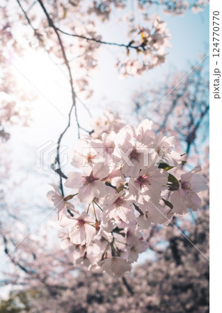 桜の花と青い空 陽射しとクロースアップ b-4 フィルム調 桜の花と青い空 陽射しとクロースアップ b-4 フィルム調 124770770