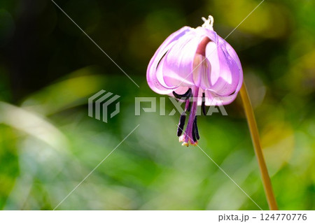 春の妖精カタクリの花 124770776