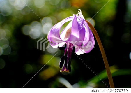 春の妖精カタクリの花 124770779