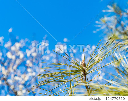 青空に映えるフワフワの松の新芽 124770820
