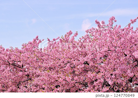 青空に映える満開の河津桜 124770849